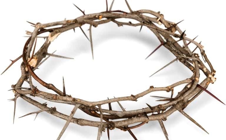 crown of thorns