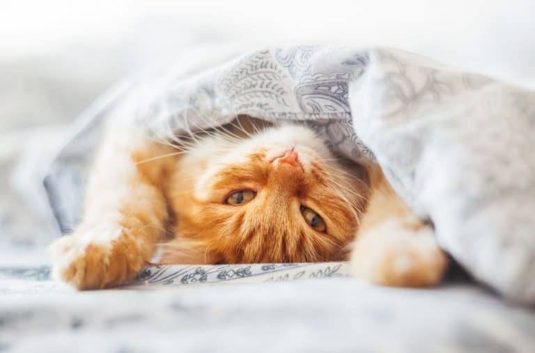 cats in heaven