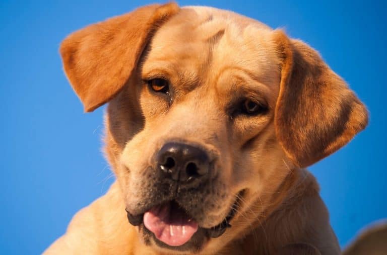 dogs in heaven