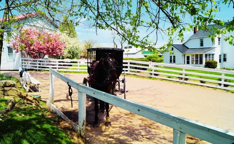 Amish horse and buggie