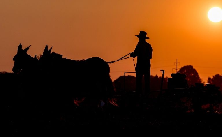 Amish man farming