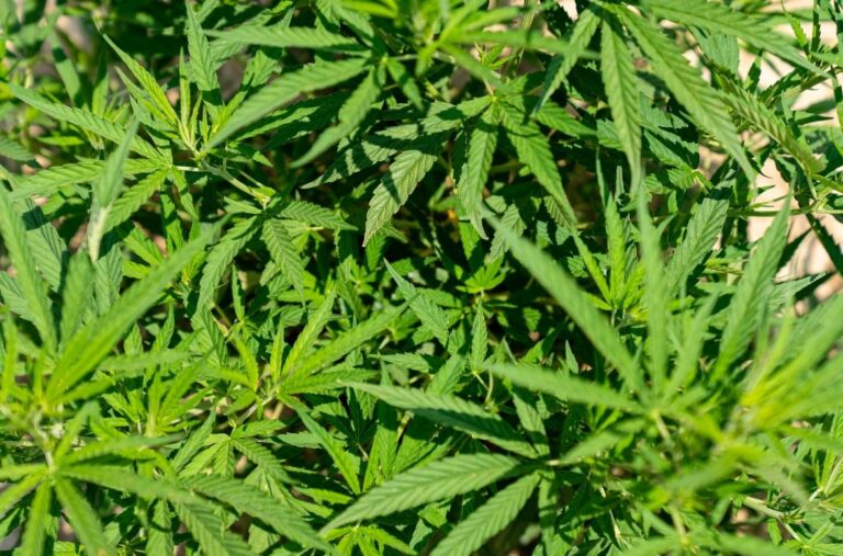 Jesus Christ smoke marijuana