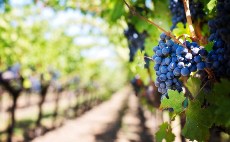 vineyard with grapes