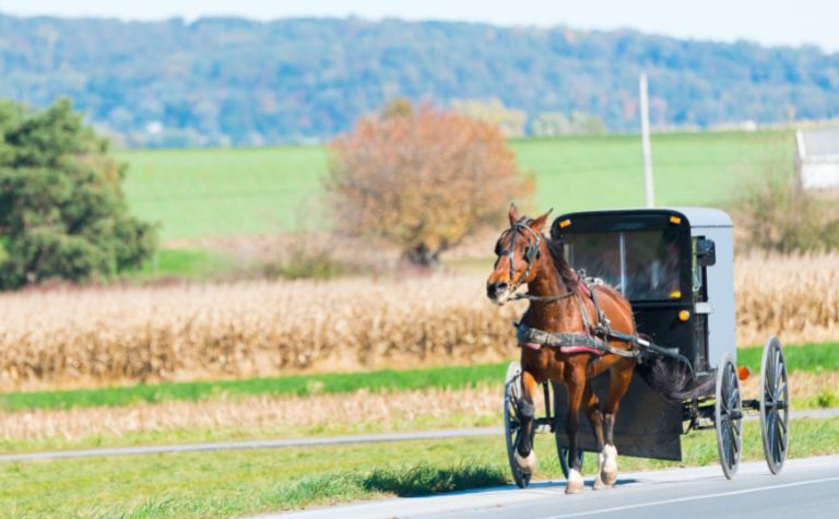 Amish buggy