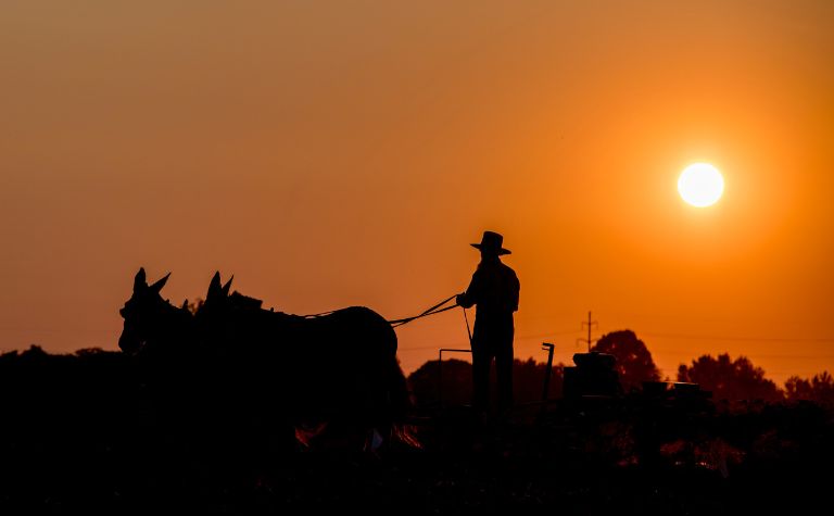 Amish farmer