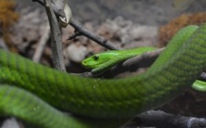 Who Was the Serpent in the Garden of Eden? – Christianity FAQ