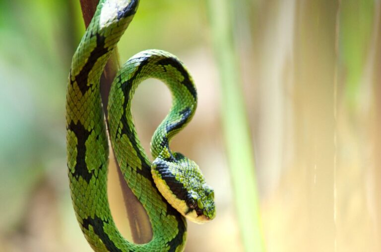 What Is a Serpent in the Bible? [Genesis Explained]