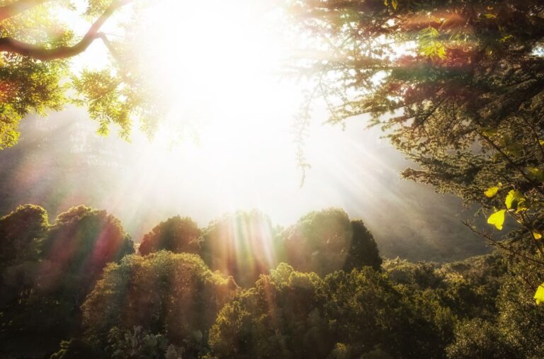 Garden of Eden