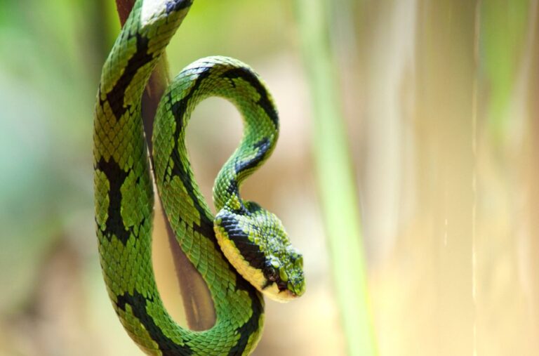 serpent