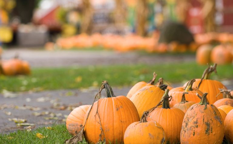 Halloween pumpkins