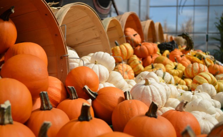 orange pumpkins