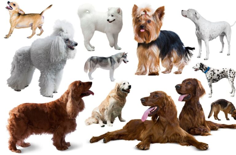 dog breed Bible