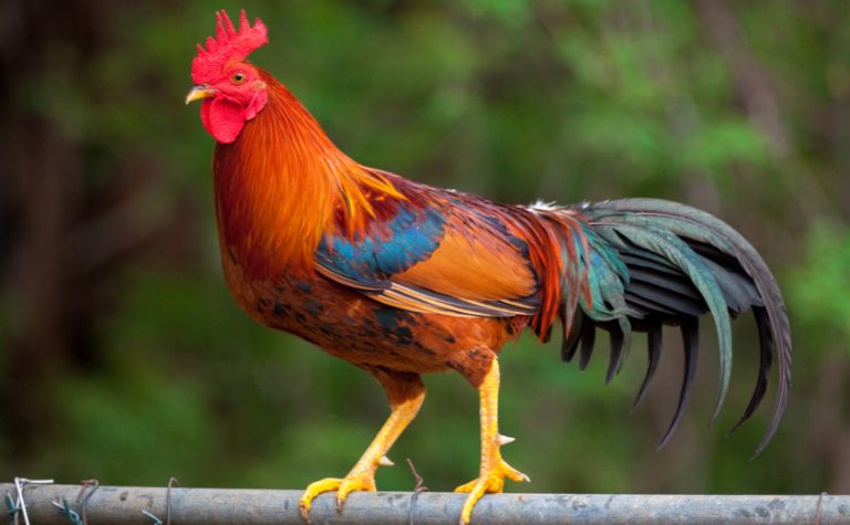 strutting rooster