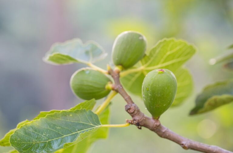 fig tree