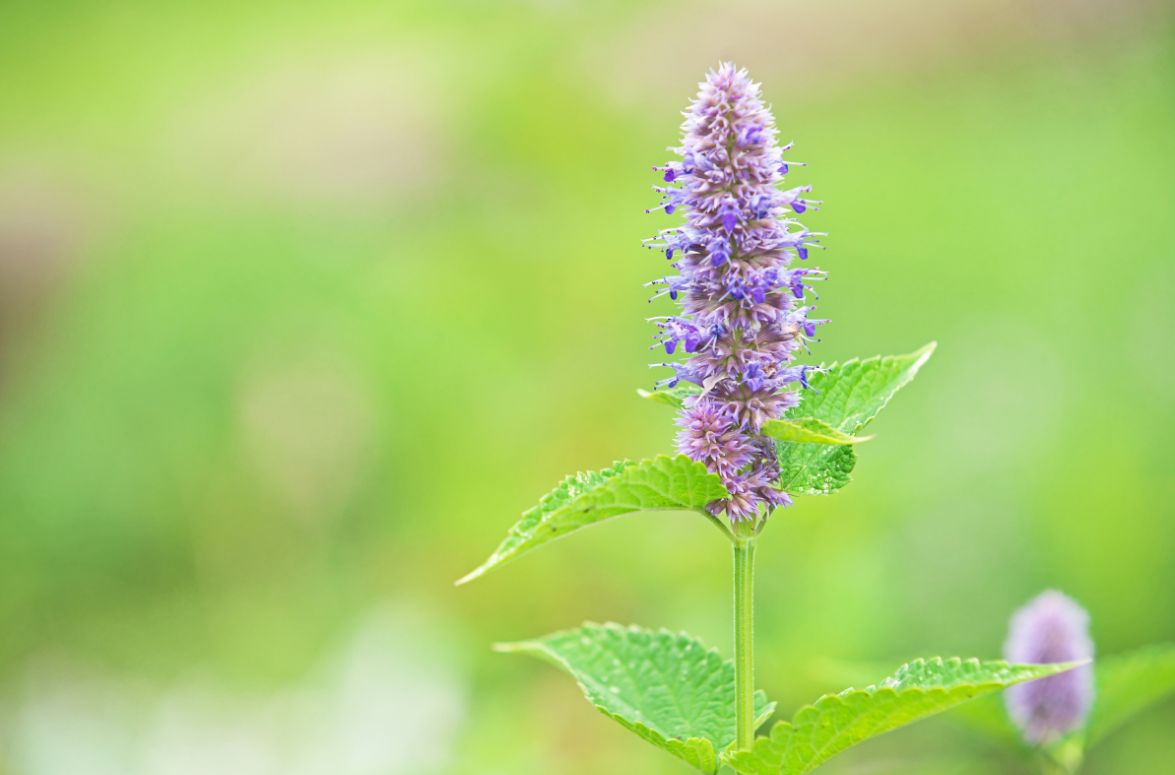 Hyssop in the Bible