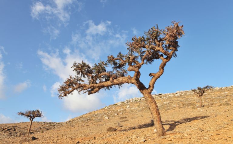 frankincense tree